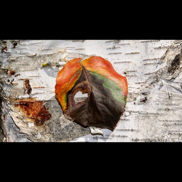 Meet your Posher, Valerie - Picture 1 of 1